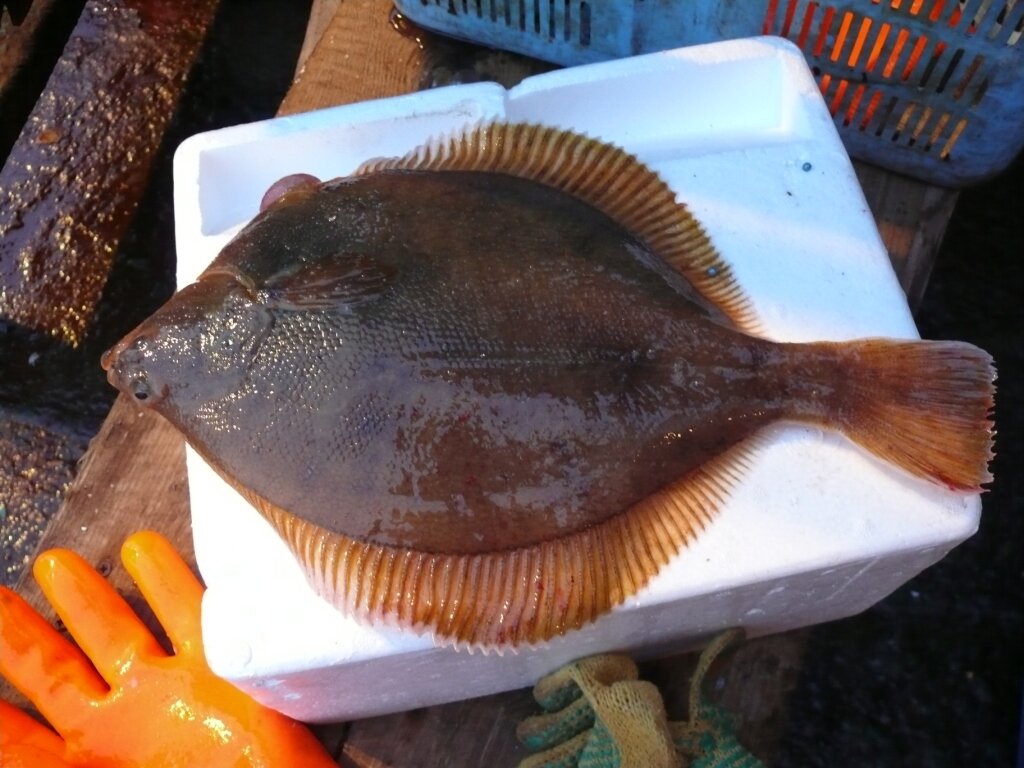 Желтоперая камбала. Фото из https://ru.wikipedia.org