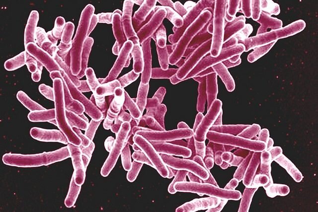 В последние десятилетия очень широко исследуется вопрос о присутствии ультрамикробактерий в питьевой природной воде. Эти исследования были начаты швейцарскими микробиологами, которые провели учет фильтрующихся клеток не только в водоемах Швейцарии, но также в знаменитой швейцарской бутилированной воде. Оказалось, что даже в бутилированной воде количество клеток таких микроорганизмов составляет тысячи клеток в одном миллилитре. В природной воде их на порядок больше — десятки тысяч клеток в одном миллилитре.
Позже были сделаны попытки выделения этих организмов в чистых культурах. В частности, много работ по выделению таких клеток было выполнено австрийскими микробиологами, но и мы также последние годы исследовали фильтрующиеся микроорганизмы. В частности, наша лаборатория проводила исследование вод природных водоемов на водосборах Верхней Волги и вод Рыбинского водохранилища. Наши исследования показали, что численность фильтрующихся микроорганизмов в них достаточно высока, составляет десятки тысяч клеток в одном миллилитре воды. Среди этих клеток есть как бактерии, так и археи совершенно неизвестных групп. Исследование геномного потенциала, а соответственно, и функционального потенциала этих организмов представляет важную задачу для дальнейших исследований.Нанобактерии — это карликовые бактерии («нанос» по латыни означает «карлик»), размеры которых лежат в нанометровом диапазоне. Если размеры подавляющего большинства хорошо изученных микробиологами бактерий находятся в диапазоне от одного до десятков и сотен микрометров (миллионных долей метра), то размеры нанобактерий исчисляются нанометрами (миллиардными долями метра).Именно размер этих организмов является тем ограничением, которое долгое время сдерживало изучение нанобактерий.Размеры нанобактерий
Предел разрешения инструмента, используемого в рутинной практике для исследования бактерий, — оптического микроскопа — составляет 0.2 микрометра, или 200 нанометров. Объекты размером менее двухсот нанометров в оптический микроскоп не видны. Так как оптический микроскоп — это основной рабочий инструмент большинства микробиологических лабораторий в мире, становится ясно, почему нанобактерии долгое время не попадали в поле зрения микробиологов. Для выявления нанобактерий нужен электронный микроскоп, который доступен далеко не в каждой лаборатории или в институте.
Размер 0.2 микрометра, или 200 нанометров, соответствует диаметру пор фильтров, которые в настоящее время используются для фильтрации проб воды, сывороток и различных растворов с целью их очищения от клеток бактерий. Принято считать, что пропущенные через такие фильтры растворы уже не содержат микробных клеток. Нанобактерии, однако, через эти фильтры проходят, поэтому вторым термином, используемым для обозначения этих организмов, является термин «фильтрующиеся бактерии». Третий термин-синоним — это «ультрамикробактерии». Этот термин является самым корректным с научной точки зрения и наиболее широко используется.
Каково же численное определение категории «ультрамикробактерии»? К этой категории в настоящее время относят микробные клетки, объем которых не превышает одной десятой доли кубического микрометра. Исходя из формул определения объемов геометрических фигур, это либо сферические клетки с диаметром не более 500 нанометров, либо очень тонкие палочки с диаметром 150–200 нанометров и длиной до нескольких микрометров. Подобные микробные клетки попадают в категорию ультрамикробактерий.История открытия ультрамикробактерий
Первые сообщения об образовании некоторыми бактериями ультрамелких клеток относятся к 30-м годам прошлого века. Эти наблюдения были сделаны благодаря использованию фильтрации для стерилизации сред и растворов. Как оказалось, фильтрация через используемые в то время фильтры с размером пор 0.45 микрона не приводила к желаемому результату получения стерильных сред. Позднее фильтрующиеся клетки микроорганизмов были выявлены не только в лабораторных культурах, но и в природных средах. В частности, исследование воды, почвы и других образцов из разных экосистем с использованием электронной микроскопии показало, что микробные клетки ультрамалых размеров распространены повсеместно.
До 1998 года, однако, все подобные исследования носили характер естественнонаучных наблюдений. А в 1998 году была опубликована работа в журнале докладов Американской академии наук (PNAS), в которой было заявлено об обнаружении в сыворотке крови человека частиц наноразмеров (от 20 до 500 нанометров в диаметре), имеющих форму микробных клеток. Ультратонкие срезы этих объектов также обнаруживали некоторое сходство со срезами бактериальных клеток. Как было показано, эти нанообъекты выступали в качестве центров осаждения фосфата кальция, что послужило основанием для предположения их роли в процессах образования камней и кальцификации сосудов. Утверждалось, что выявленные объекты способны к медленному размножению и устойчивы к нагреванию. Были приведены и данные их молекулярной идентификации по определению последовательности гена 16S рРНК, в соответствии с которыми они принадлежали к классу Alphaproteobacteria и были филогенетически близки к известным патогенам родов Brucella и Bartonella. Выявленные объекты было предложено отнести к новому роду — роду Nanobacterium, откуда и произошел термин «нанобактерии».
Это сообщение вызвало очень большой интерес не только медиков, но и специалистов различных сопредельных областей. В последующем шквале публикаций нанобактерии были выявлены практически повсеместно — как в живых, так и в неживых объектах. Особенно большое количество сообщений о выявлении нанобактерий было сделано геологами. Заключения последних были построены лишь на наблюдении сверхмелких объектов (100–300 нанометров и менее в диаметре) в различных геологических породах. В подавляющем большинстве таких публикаций никаких свидетельств в пользу биологической природы наблюдаемых объектов получено не было.
Минимальные размеры живой клетки
Растущее количество спекулятивных публикаций по повсеместному выявлению нанобактерий заставило микробиологов всерьез задуматься о том, насколько мала может быть микробная клетка. Для этого в 1999 году было созвано экстренное рабочее совещание, на котором обсуждался вопрос о минимальных размерах микроорганизмов.
Принятый большинством ученых консенсус в отношении минимального размера, обеспечивающего самостоятельное существование живой клетки, сводится к объему от 0.014 до 0.06 кубических микрометров и диаметру от 150 до 300 нанометров. Эти выкладки основаны на том, что растущая и делящаяся клетка должна обладать неким минимальным объемом для размещения «метаболической машины», обеспечивающей ее функционирование. Безусловно, необходимыми компонентами являются ДНК, РНК, рибосомы, ферменты транскрипции и трансляции, минимальный набор белков и липидов, вещества цитозоля и соответствующее периплазматическое пространство. Таким образом, если размер одной рибосомы составляет 15–20 нанометров, то вся клетка, которая должна содержать как минимум сотню рибосом, никак не может иметь диаметр в 20 нанометров.О нанобактериях в сыворотке крови
Спустя 10 лет после опубликования сообщения о выявлении нанобактерий в сыворотке крови, в том же журнале (PNAS) было опубликовано другое исследование. В нем элегантно доказывалось, что полностью идентичные нанобактериям по виду частицы могут образовываться в сыворотке крови в результате химического осаждения карбоната кальция, а эти микрочастицы, в свою очередь, служат центрами осаждения фосфата кальция. В этой работе был приведен и целый ряд исчерпывающих доказательств небиологической природы наблюдаемых в сыворотке крови наночастиц. Ко всему прочему, нанобактерии из крови не удавалось выделить в культурах. Данные их молекулярной идентификации с накоплением обширной базы данных последовательностей генов 16S рРНК стали выглядеть совсем по-иному. Последовательности выявленных в работе 1998 года нанобактерий оказались идентичны таковым у представителей рода Phyllobacterium, широко распространенным непатогенным гетеротрофам, которые являются обычными загрязнителями (контаминантами) лабораторной посуды и сред. Таким образом, существование специфических бактерий рода Nanobacterium было опровергнуто, что, однако, не опровергает существование микроорганизмов с клетками наноразмеров.Доказательство существования нанобактерии
Несмотря на обилие противоречивой информации, а также ряда откровенных спекуляций относительно нанобактерий, микробные клетки наноразмерного диапазона существуют. К настоящему времени микробиологам известен целый ряд бактерий и архей, имеющих клетки с объемом менее 0.1 кубического микрометра. Многие из этих микроорганизмов даже получены в чистых культурах и хорошо изучены. Характерной особенностью таких микроорганизмов является малый размер генома — от 0.5 до 3.2 миллиона пар оснований.
Одним из примеров ультрамикробактерий, широко распространенных в океанических водах, является Pelagibacter ubique. По свидетельству молекулярных данных до 20% всех нуклеотидных последовательностей генов 16S рРНК, выявляемых в океанической воде, принадлежат бактериям этого рода и вида. Это действительно очень маленькая бактерия, которая проходит через поры бактериальных фильтров, и размер ее генома тоже очень мал — 1.3 миллиона пар оснований. Это абсолютно свободноживущая, непаразитическая бактерия, которая растет очень медленно. Примеров таких организмов немало. В природе такие формы вовсе не редкость.Опасные ультрамикробактерии
Существуют ли какие-то потенциально опасные ультрамикробактерии? Да, действительно, такие примеры есть. Один из таких примеров — это Minibacterium massiliensis, подвижная бактерия, которая была выделена из так называемой ультрачистой воды, используемой в госпиталях для гемодиализа. Оказалось, что такие бактерии способны пройти несколько стадий очистки, включающие не только фильтрацию, но и обработку ультрафиолетом. Эти бактерии принадлежат к классу Betaproteobacteria. Геном у Minibacterium massiliensis оказался не такой уж маленький — около 4 миллионов пар оснований.
При анализе генома были найдены множественные факторы устойчивости к антибиотикам и тяжелым металлам, а также более ста пятидесяти факторов вирулентности. Другими примерами патогенных бактерий с клетками наноразмеров являются такие хорошо изученные микроорганизмы, как Brucella, Mycoplasma, Rickettsia и Chlamydia.Ультрамикробактерии в природной питьевой воде
