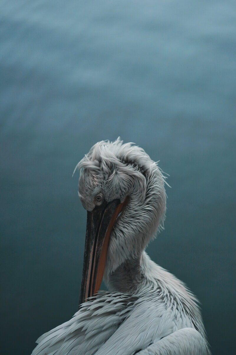 © Anton Bondarev, Russian Federation, entry, Open, Natural World & Wildlife, 2022 Sony World Photography Awards