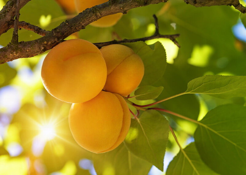 Абрикосы. Иллюстрация для статьи используется по стандартной лицензии ©dachnyedela.ru