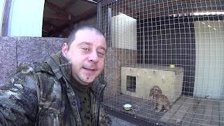 кадр из моего видео про щенка спаниель