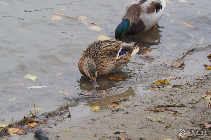 А это пернатые на новом месте жительства - Красном озере