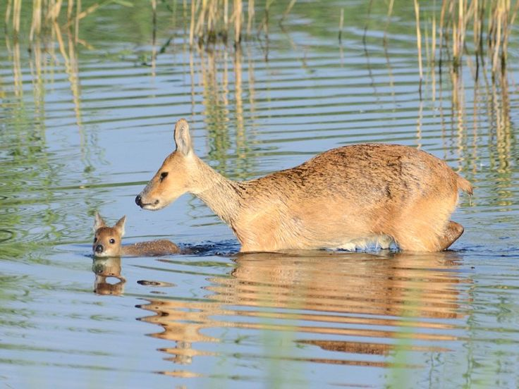 Водяной олень: Нормальные олени дерутся рогами, а саблезубые дерутся с помощью длинных клыков!8