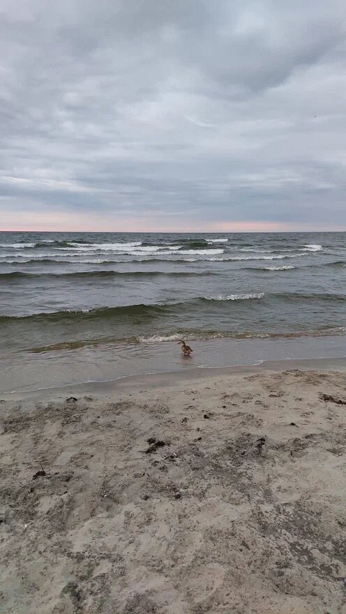 Сильная уточка борется с морем