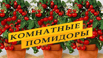 Комнатные томаты. Выращивание на подоконнике. Подробно.