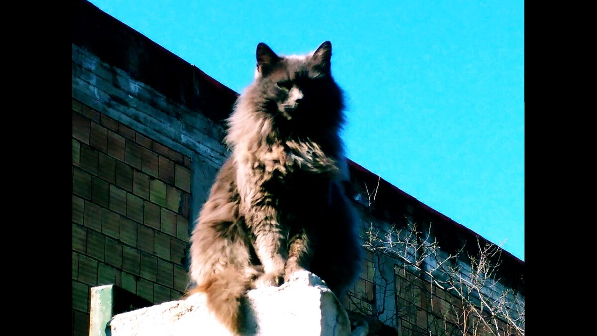 Высоко сижу, далеко гляжу.