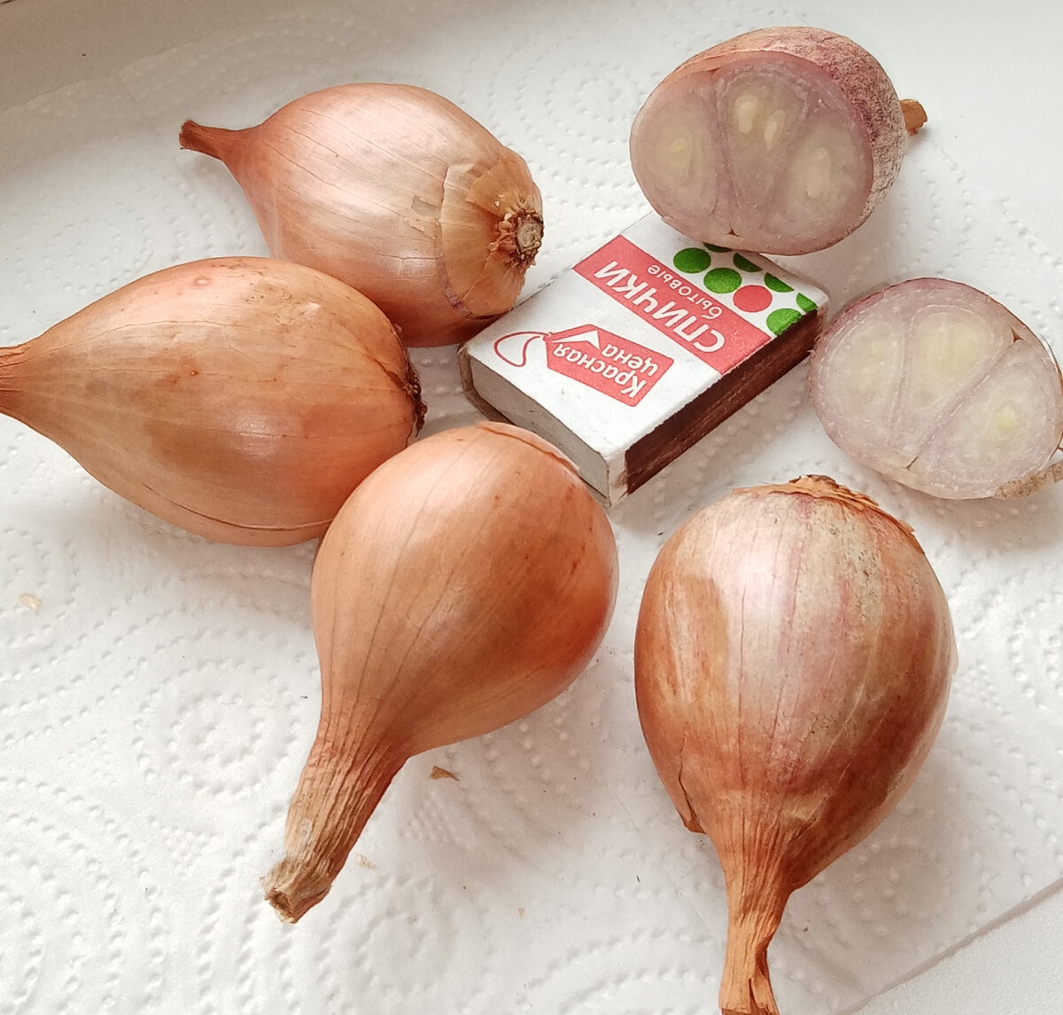 08.12.2021 г. Каждая луковица шалота подзимнего имеет внутри 2-3 дольки , в каждой по 2-3 зачатка.