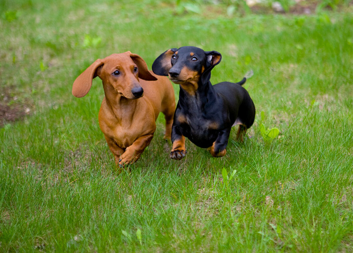 Кобели таксы стандартной на вязку. Сколько живут таксы девочки. Охотничья такса. Домашняя такса. Такса терьер.