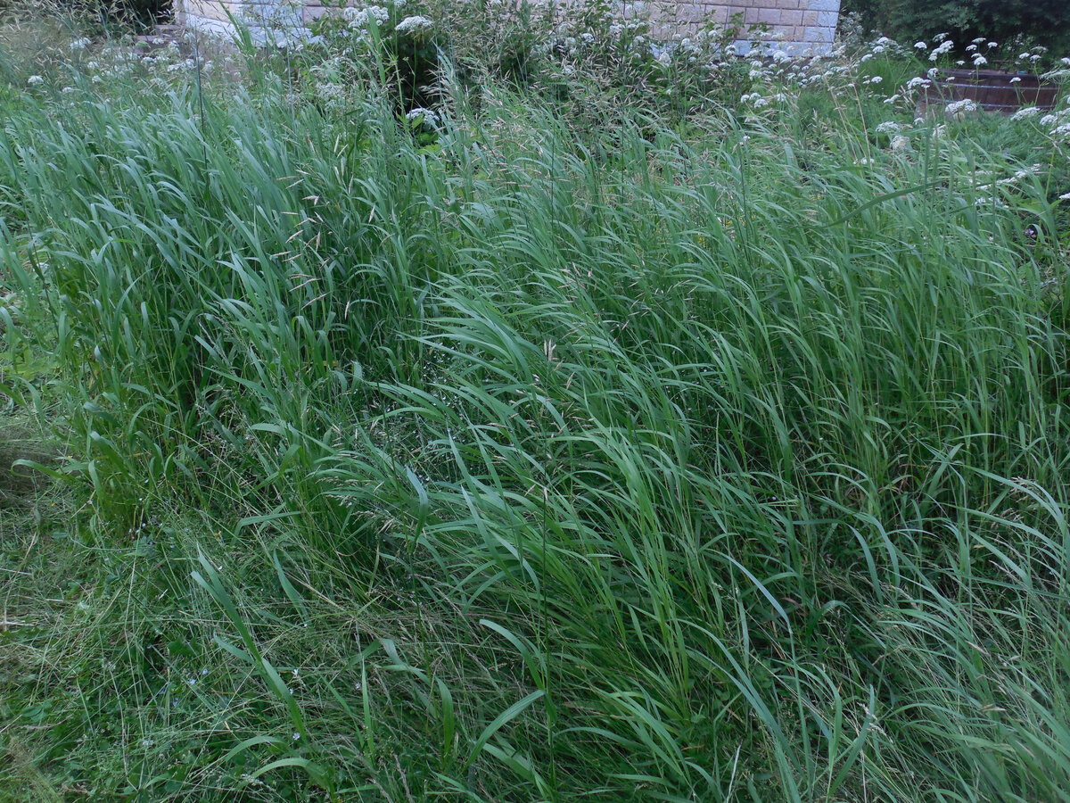 Тут был огород