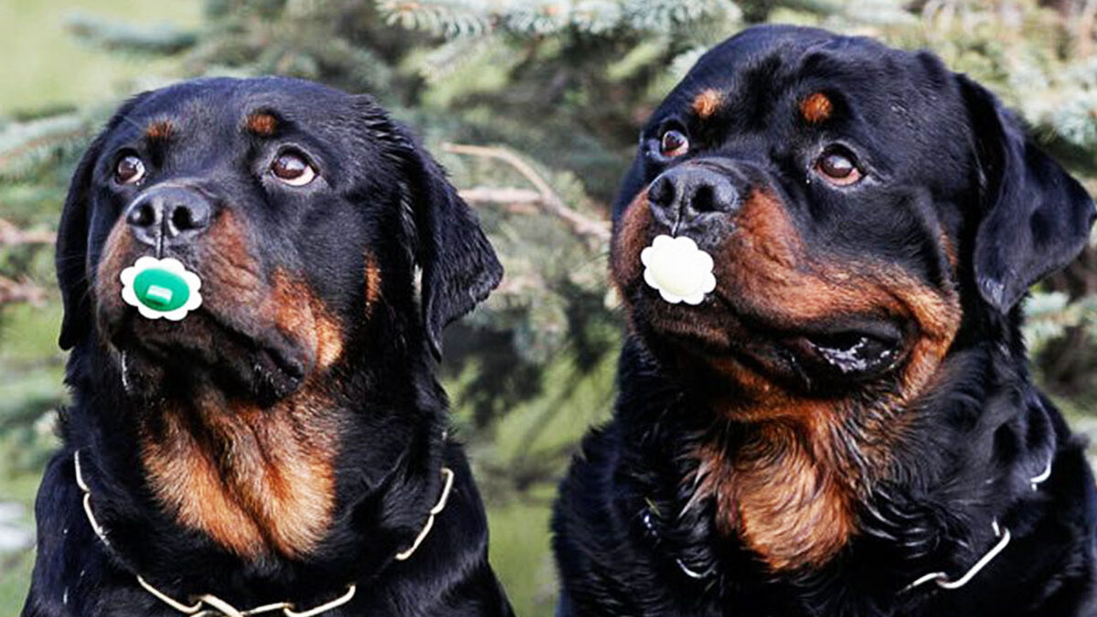 Источник: bipbap.ru