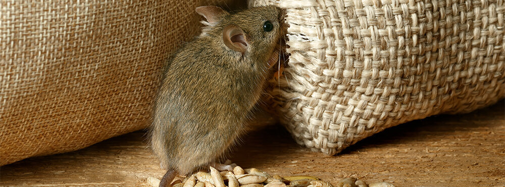 Как вывести мышей из квартиры навсегда | ДОМ. САД. ОГОРОД | Дзен