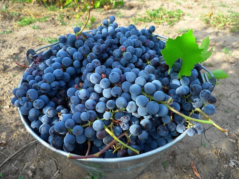 Рецепт, который поможет вам сделать домашнее вино из винограда «Изабелла»