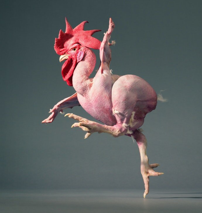 Голые куры (лысая курица): порода с фото и видео
