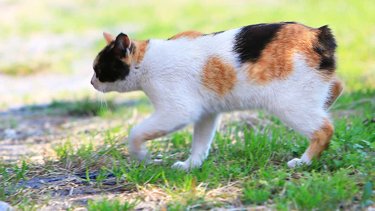 Включая кота. Японский кот с укороченный хвостом хвостом. Японский бобтейл гуляет. Японский бобтейл обои на ноутбук. Японский бобтейл семья котов.