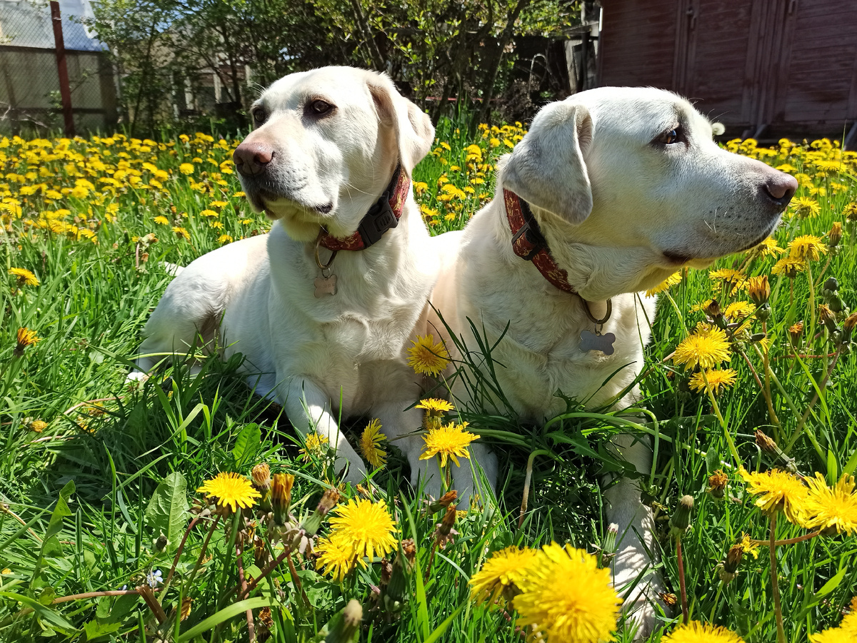 Лето на даче