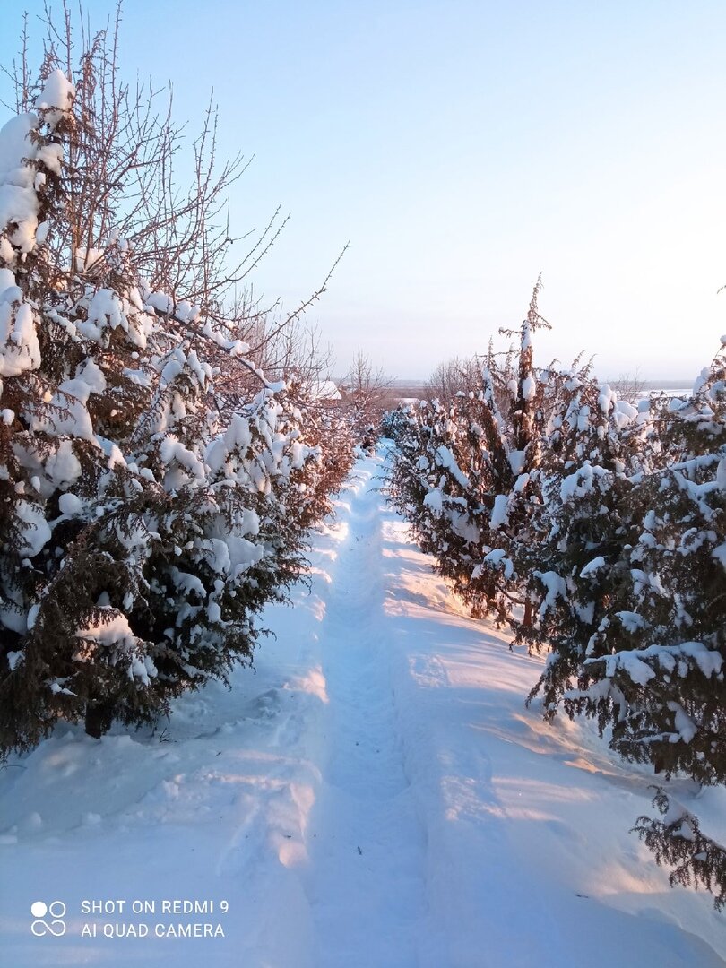 Зимняя дорожка обсажена можжевельниками