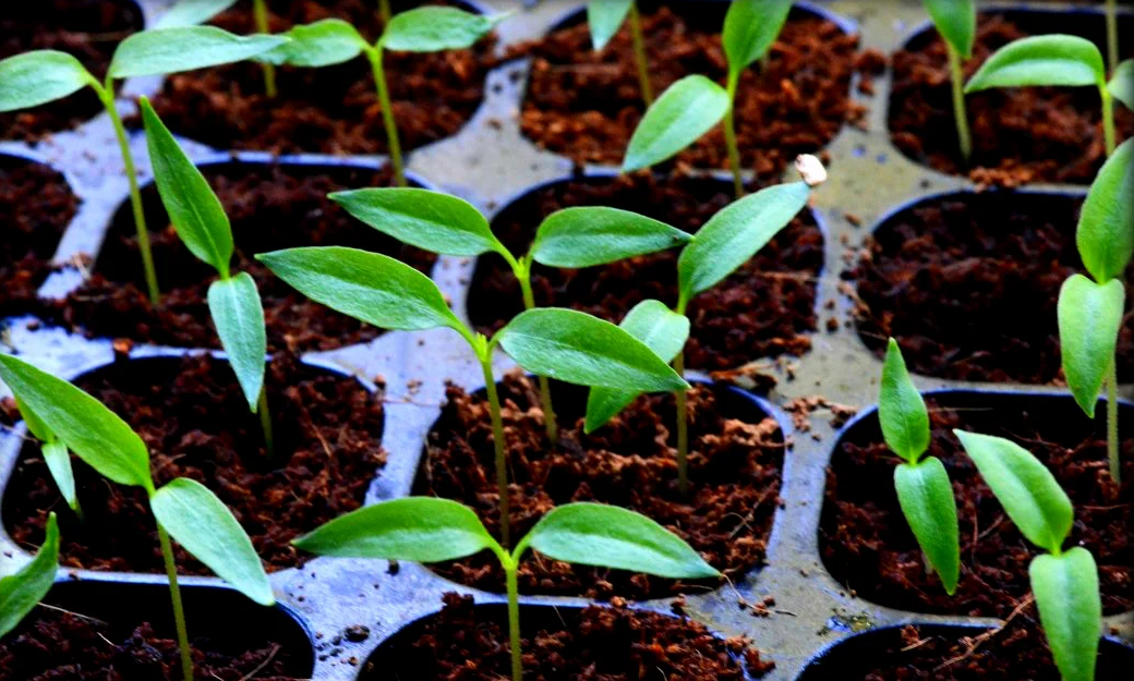 Рассада перцев пошагово. Всход семян перца. Seedling «рассада». Рассада перца Джемини. Посадка перца на рассаду