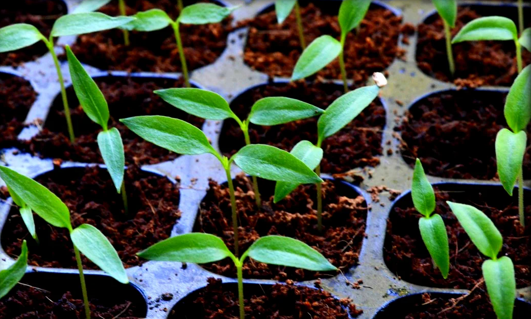 Рассада перца. Seedling «рассада». Рассада красивая перца. Рассада перца всходы.