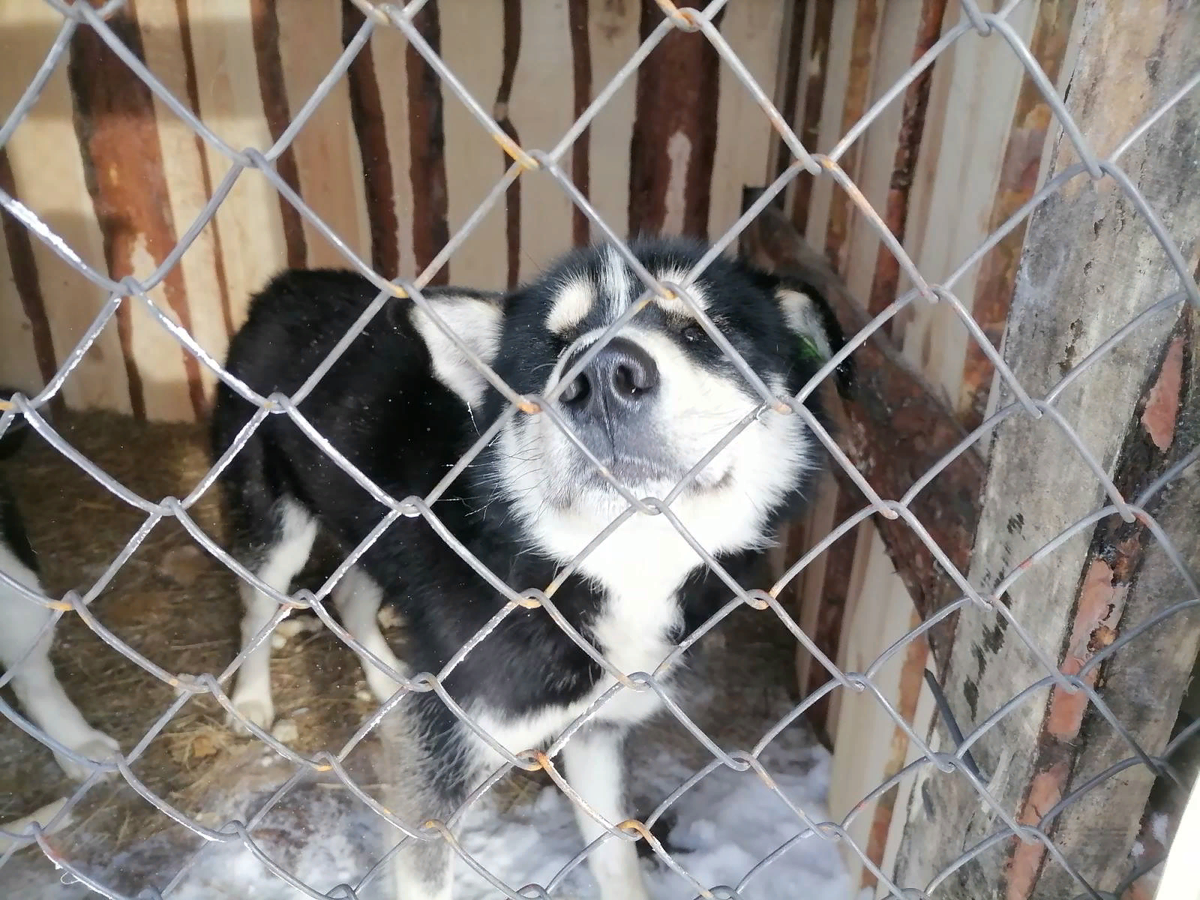 Собачка из Якутии