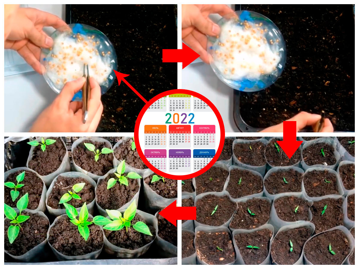 Пересадка перца в феврале. Посев перца на рассаду. Посадка перца на рассаду в феврале. Рассада перца всходы. Цветы на рассаду в феврале.