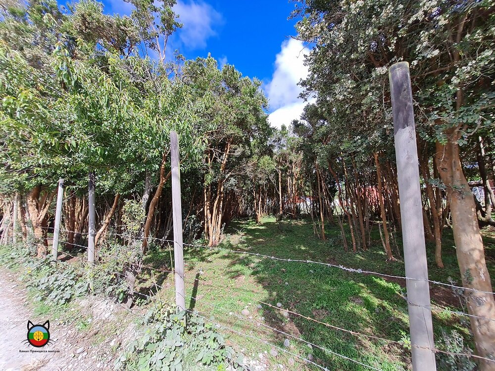 Миртовая роща недалеко от дома