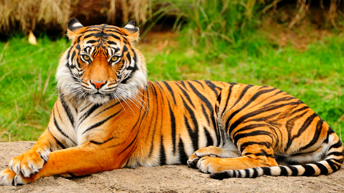 Роскошный котик