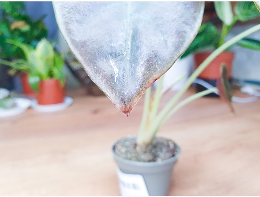 Кончик листа начал сохнуть - первые признаки, что ему не совсем комфортно