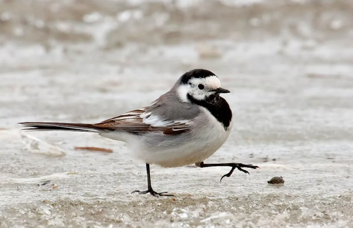 Сначала я раскрошу лед на речке, а потом твое лицо.