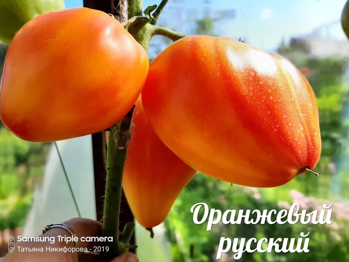 Томат оранжевый русский описание сорта фото отзывы. Томат Руссиан оранж. Томат оранжевый краш. Томат Труффальдино оранжевый.