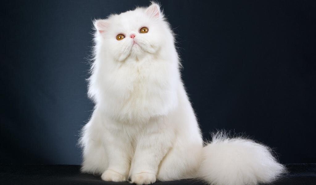 Основные моменты Персидская кошка – одна из самых красивых среди домашних пород.