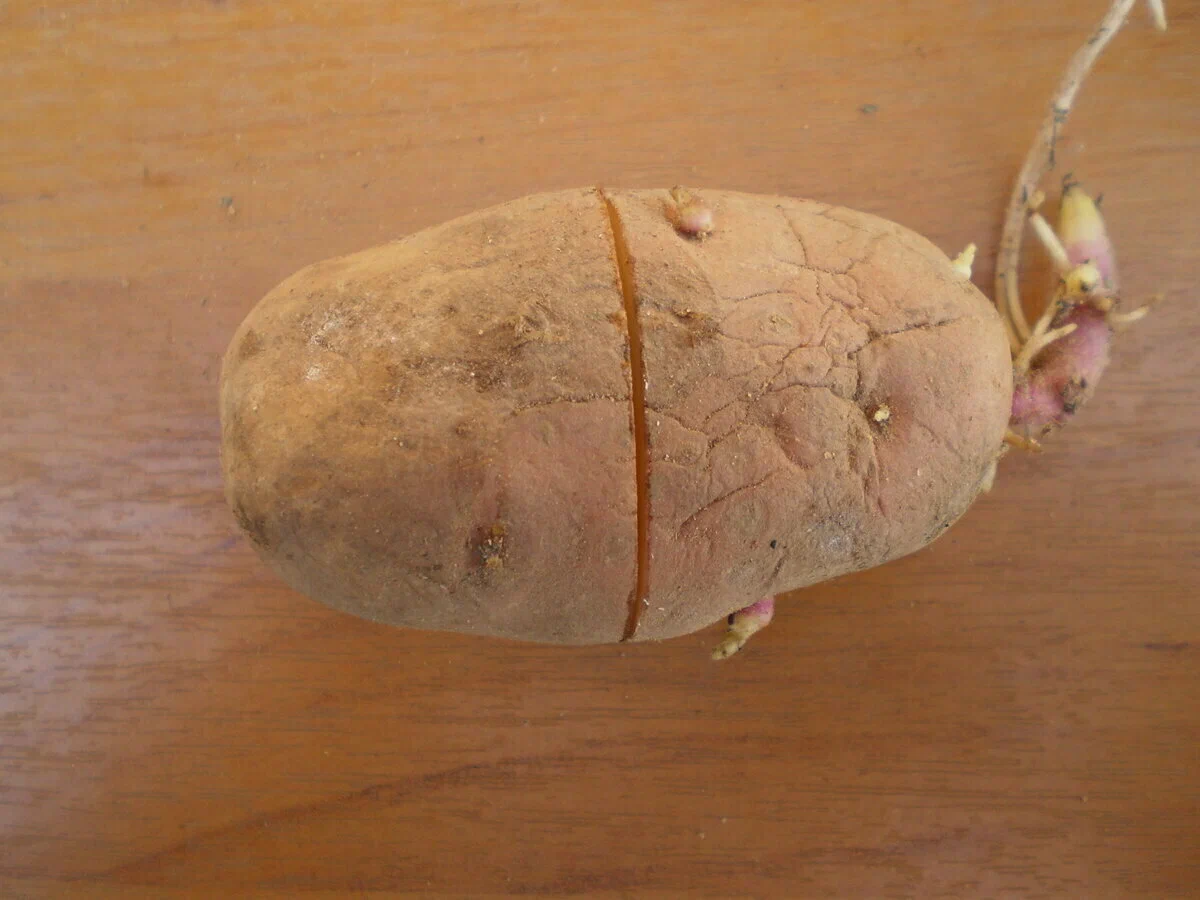 Кербовка картофеля. Картошка с надрезами. Поперечный надрез на семенной картошке. Поперечный надрез на семенном картофеле.
