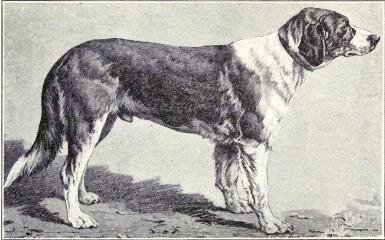 Русская гончая 1905 год