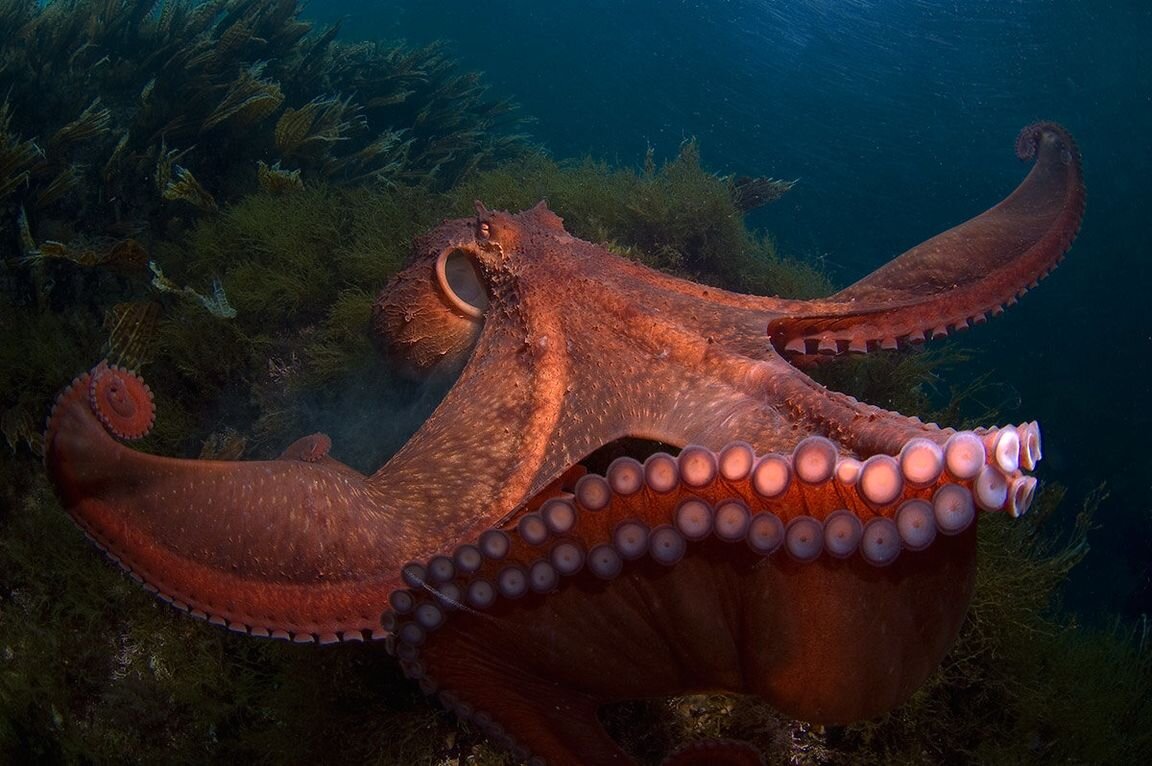Осьминог Дофлейна (Octopus dofleini)