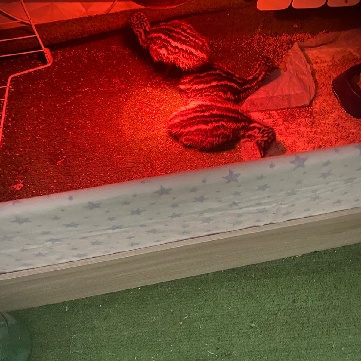 Спит тройка🦖