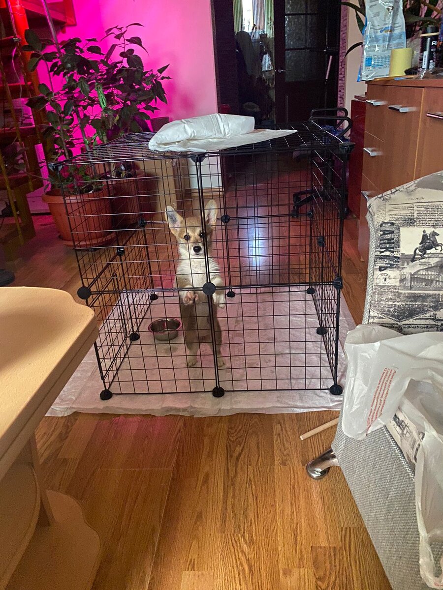 Такая мышка-малышка!