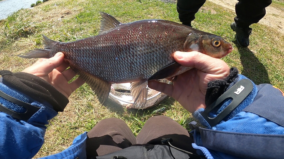 Первые Весенние Лещи