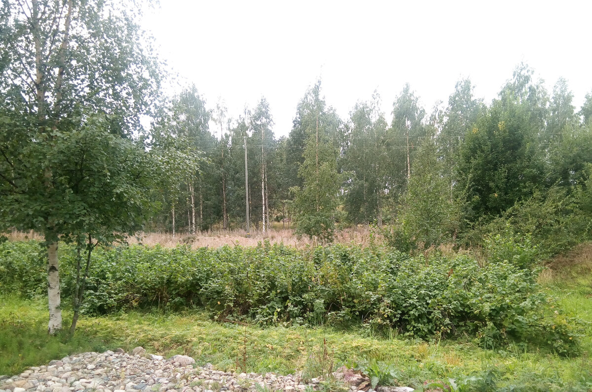 Плантация чёрной смородины - около 80 кустов - в частных владениях, в самом сердце Финляндии, в 80 км от города Куопио и 5 км от горнолыжного курорта Тахко. Фото автора