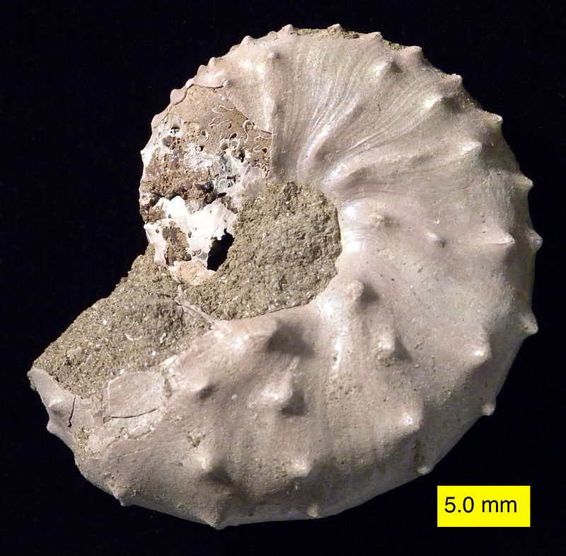 Дискоскафитес (Discoscaphites iris)