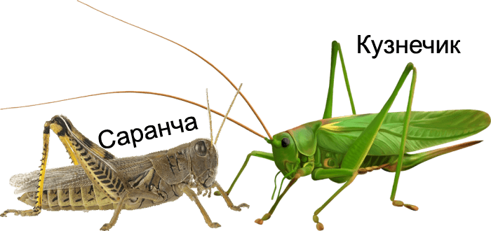 Найдите 10 отличий!