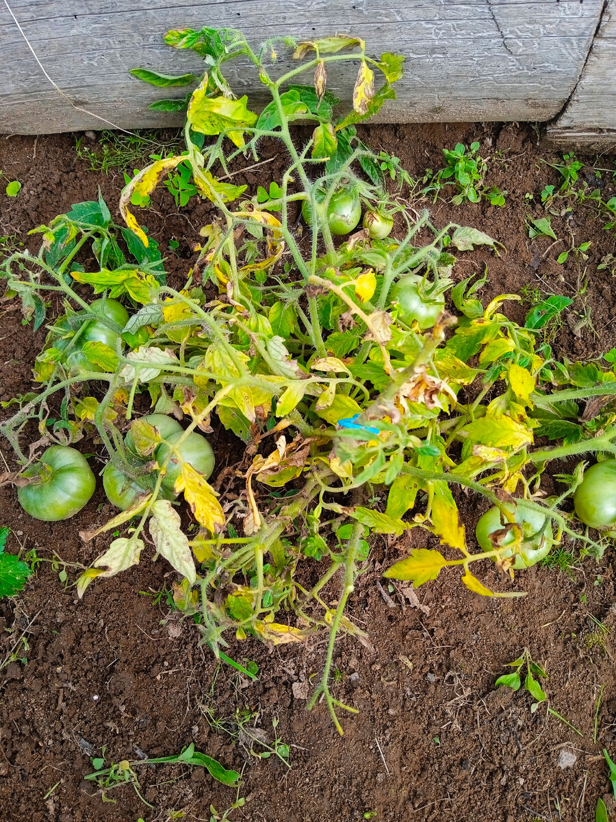 Монгольский карлик в открытом грунте (фото автора) 