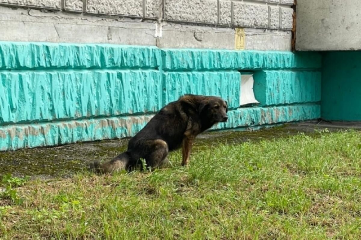    В Твери местные жители пытаются спасти пса, который мучается