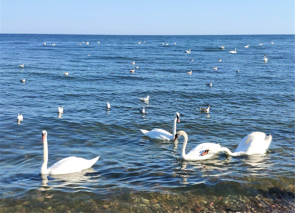 птичкам вот комфортно