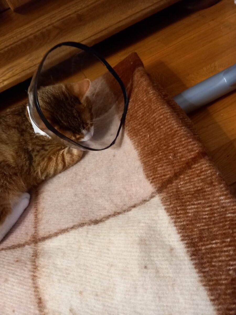 Левушка отходит от операции