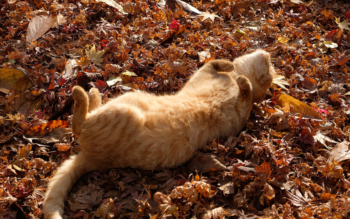 Котики осенью фото