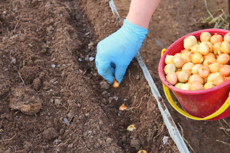 15 лучших сортов озимого лука 2022: как выбрать и вырастить лук в своем саду