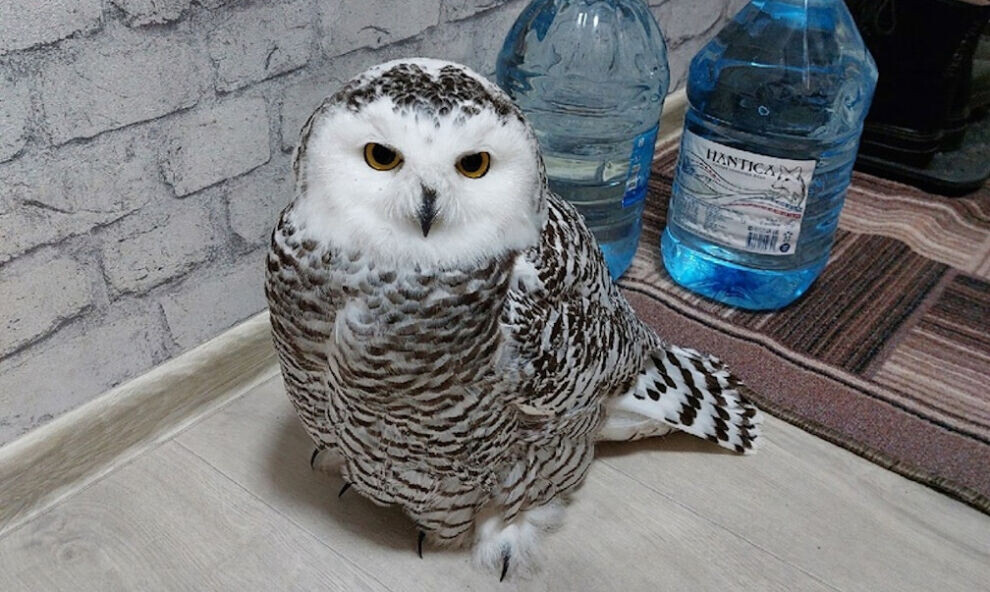    Совиное «нашествие». Очередную пернатую спасали в поселке Пуровского района