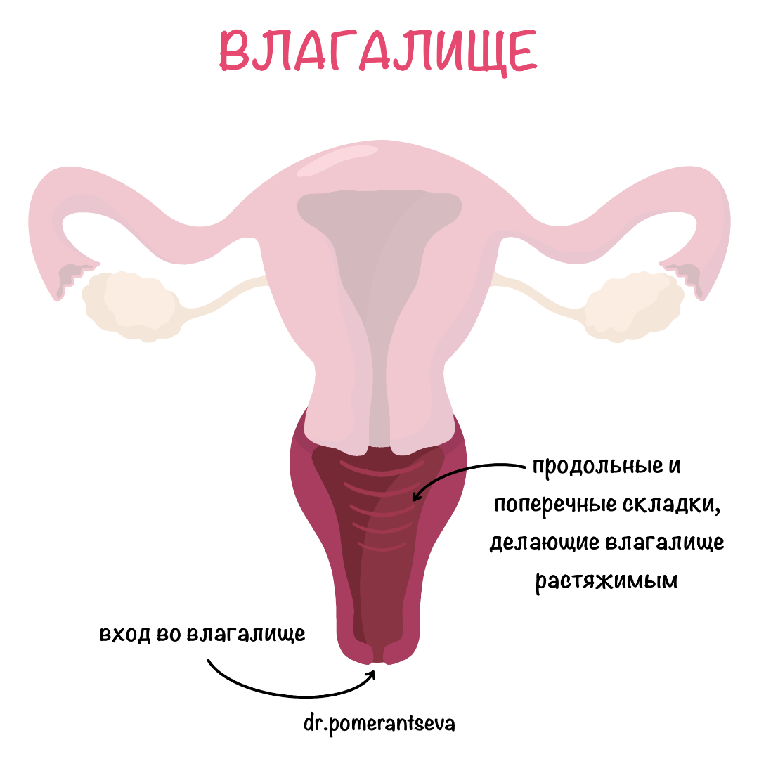 Анатомия женского влагалища. Строение влагалища