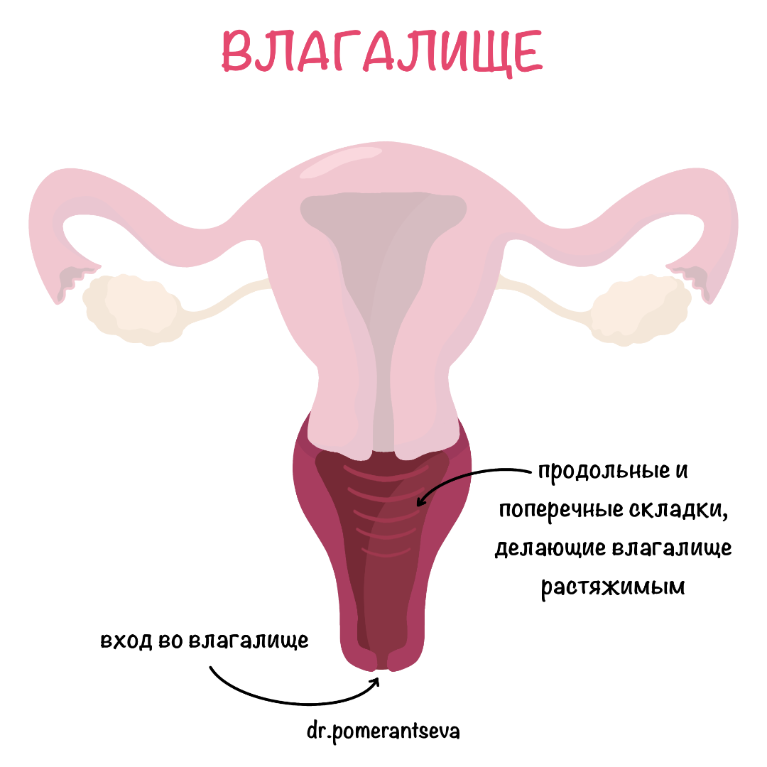 Внутренние органы в 3D блог