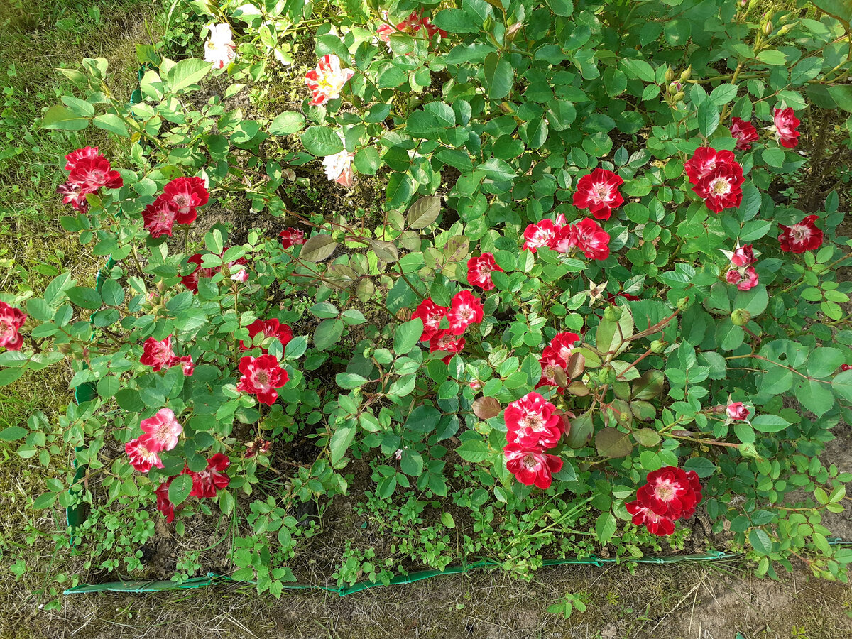 Wonderful News в моем саду