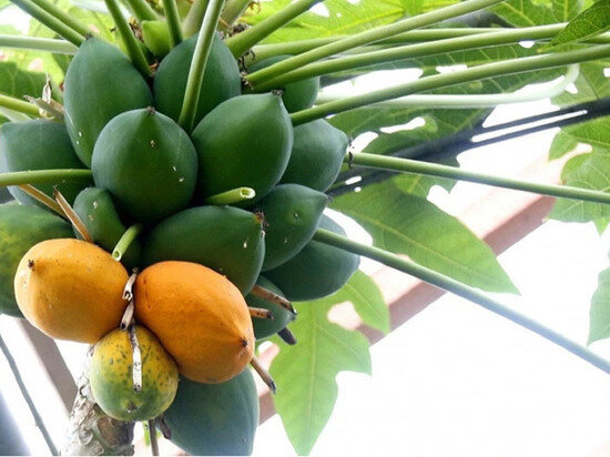     Фото: Ботанический сад УрО РАН / Vk.com